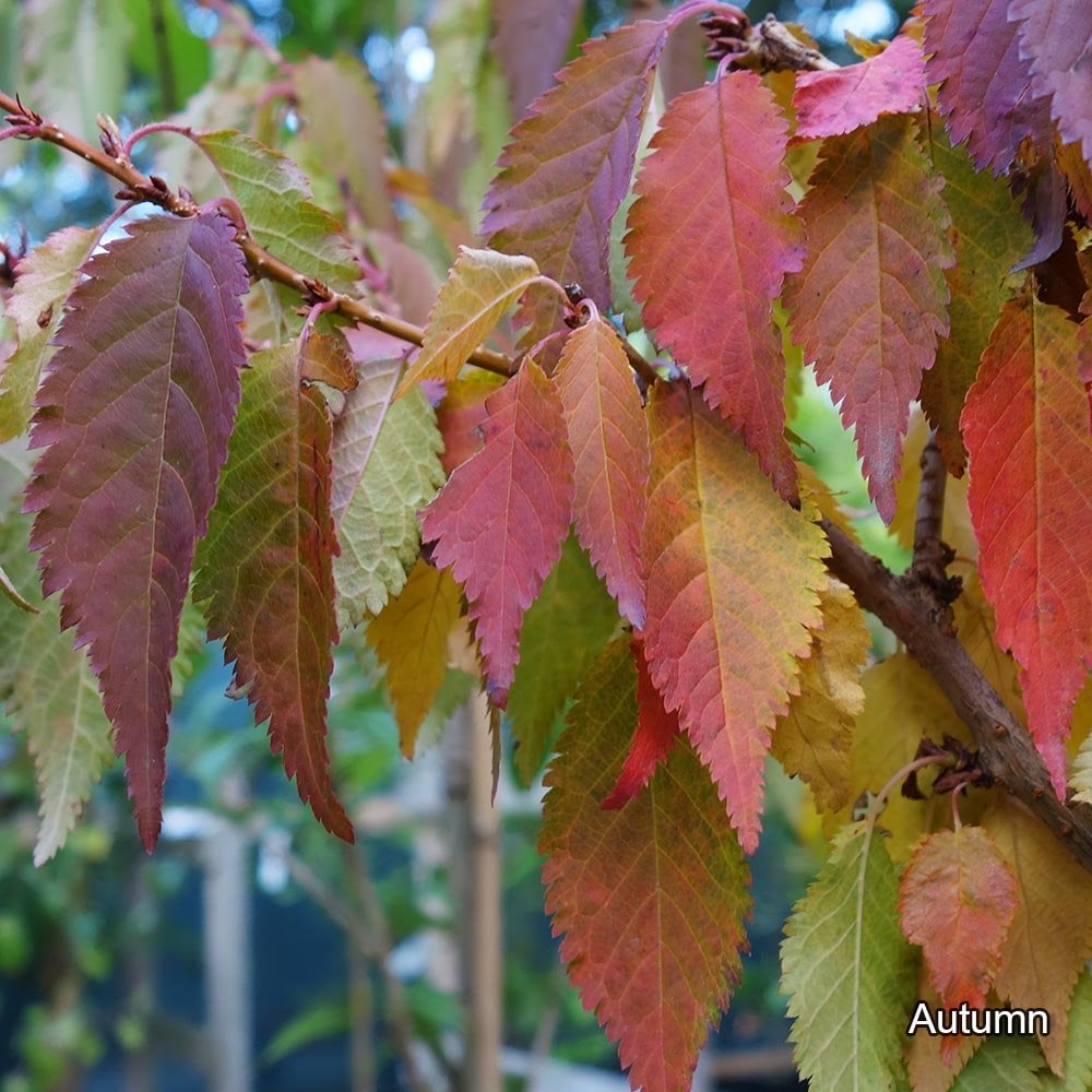 Prunus nipponica kurilensis 'Brilliant' autumn foliage