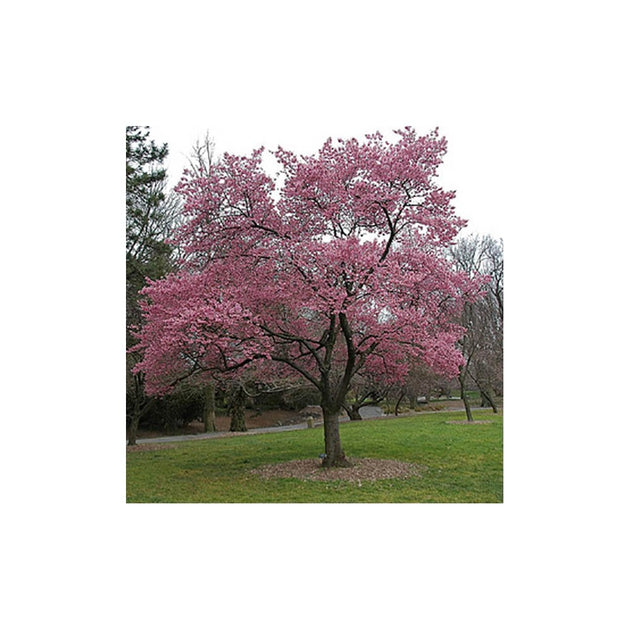 Mature Prunus 'Okame' tree in flower