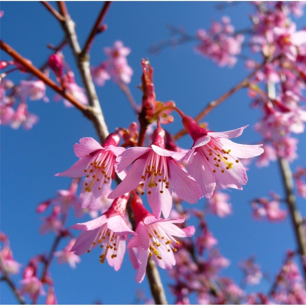 'Okame' pink cherry blossom