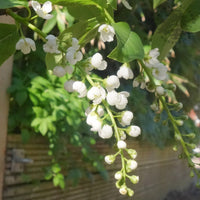 Prunus padus 'Le Thoureil' Bird Cherry tree