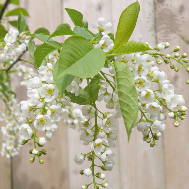 Prunus padus 'Le Thoureil' Bird Cherry