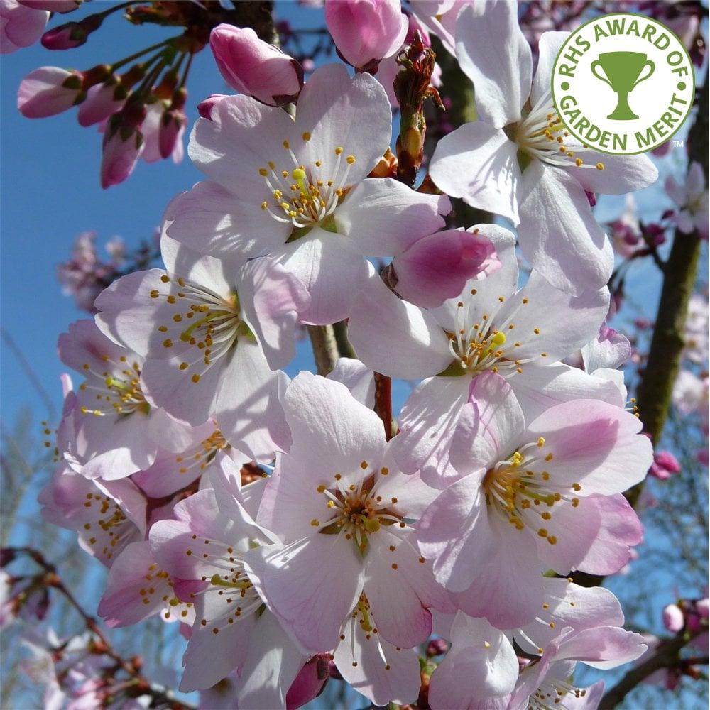 Prunus 'Pandora' Cherry tree