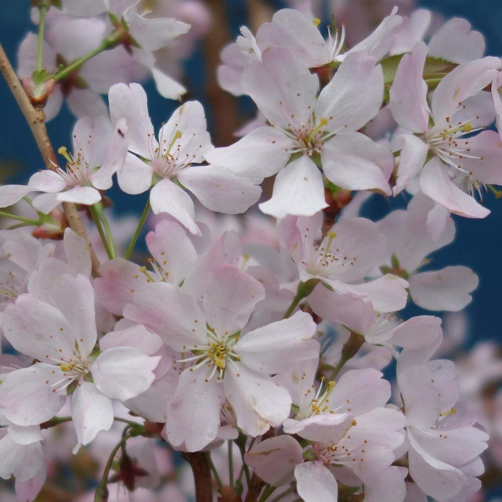 Prunus 'Pandora' Cherry blossom