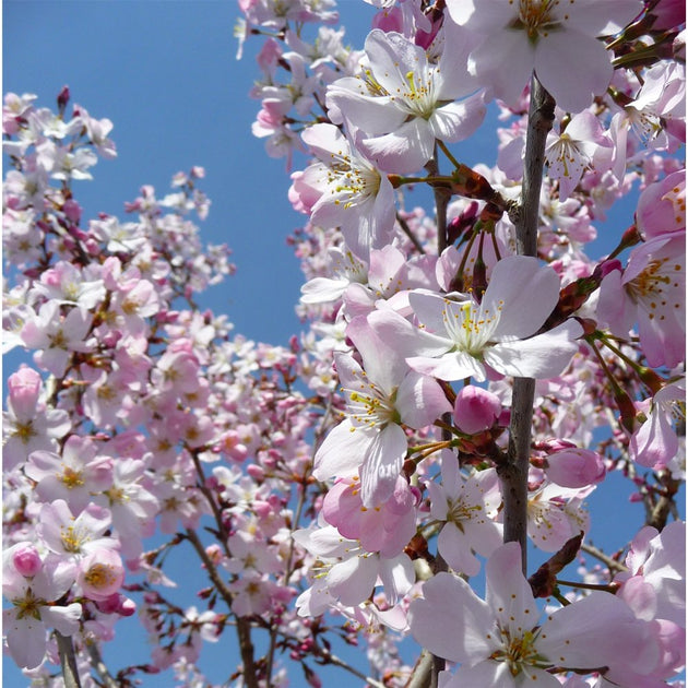 Prunus 'Pandora' Cherry blossom