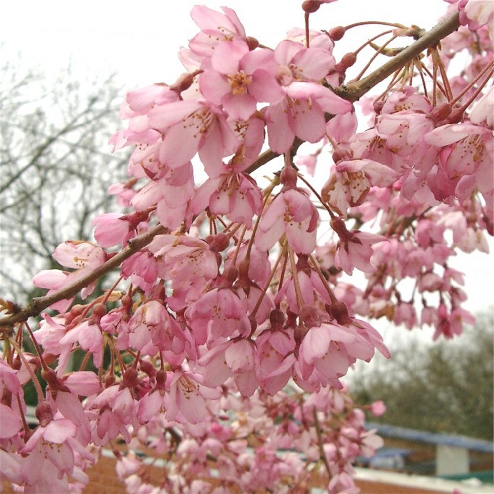 Prunus pendula 'Pendula Rubra' Cherry blossom