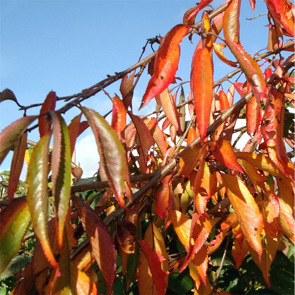 Weeping autumnal foliage on Prunus pendula 'Pendula Rubra' 