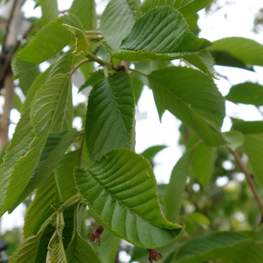 Weeping foliage on Prunus pendula 'Pendula Rubra' 