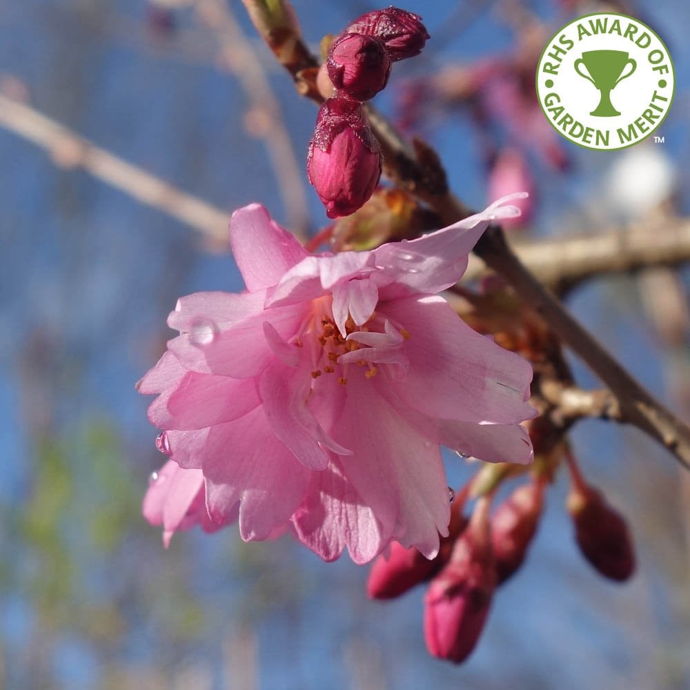 Prunus pendula 'Stellata' Pink Star