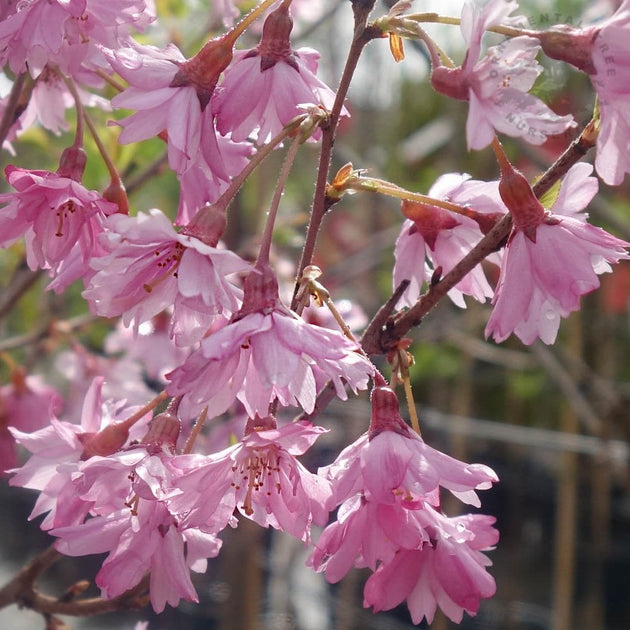 Prunus pendula 'Stellata' Pink Star Cherry Blossom