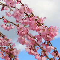 Prunus 'Pink Cascade' cherry blossom tree