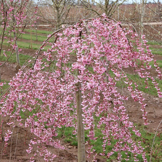 Prunus 'Pink Cascade' Cherry Blossom tree