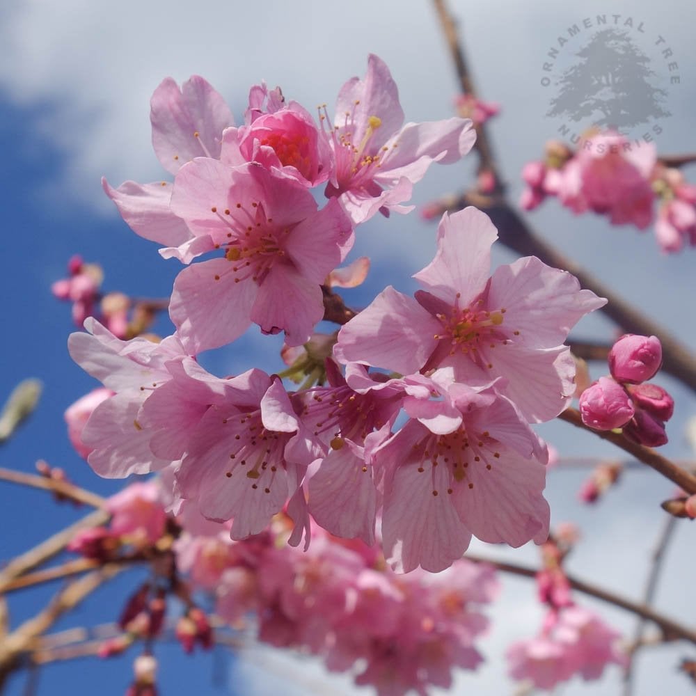 Pink flowers on Prunus 'Pink Cascade'