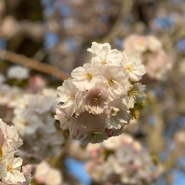 Prunus 'Pink Champagne or Ichyo