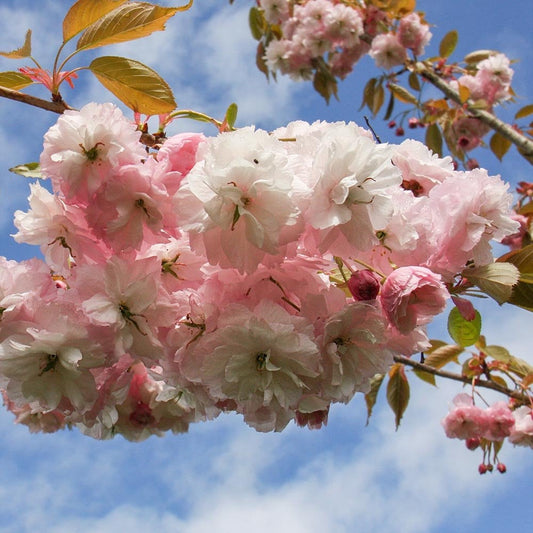 Prunus Pink Parasol Cherry Blossom