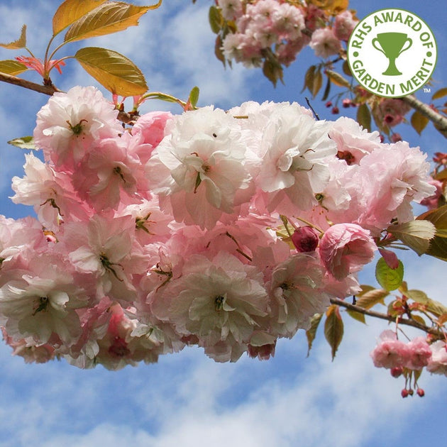 Prunus Pink Parasol