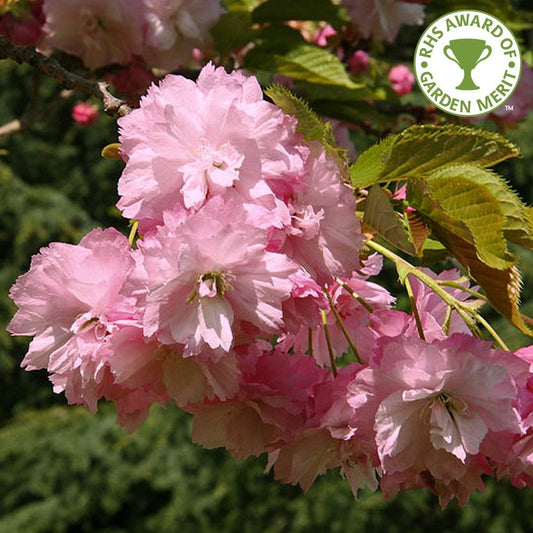 Prunus 'Pink Perfection' Cherry tree