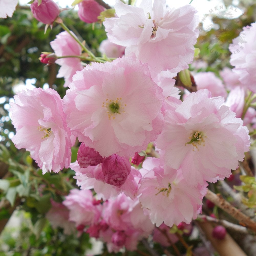 Prunus 'Pink Perfection' Cherry blossom tree