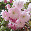 Prunus 'Pink Perfection' Cherry blossom tree