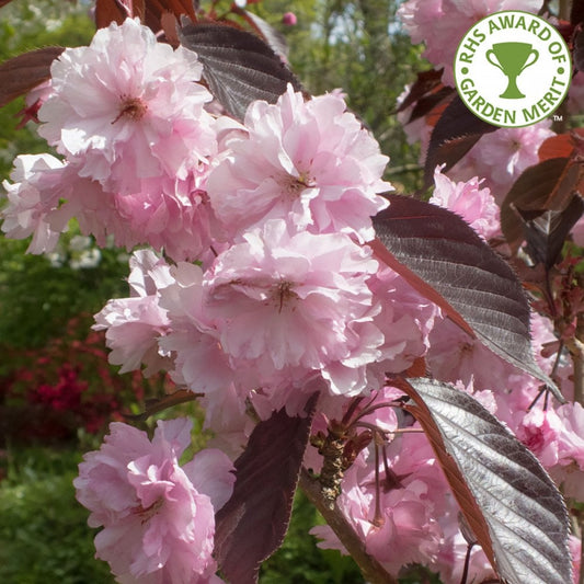 Prunus 'Royal Burgundy' Cherry tree