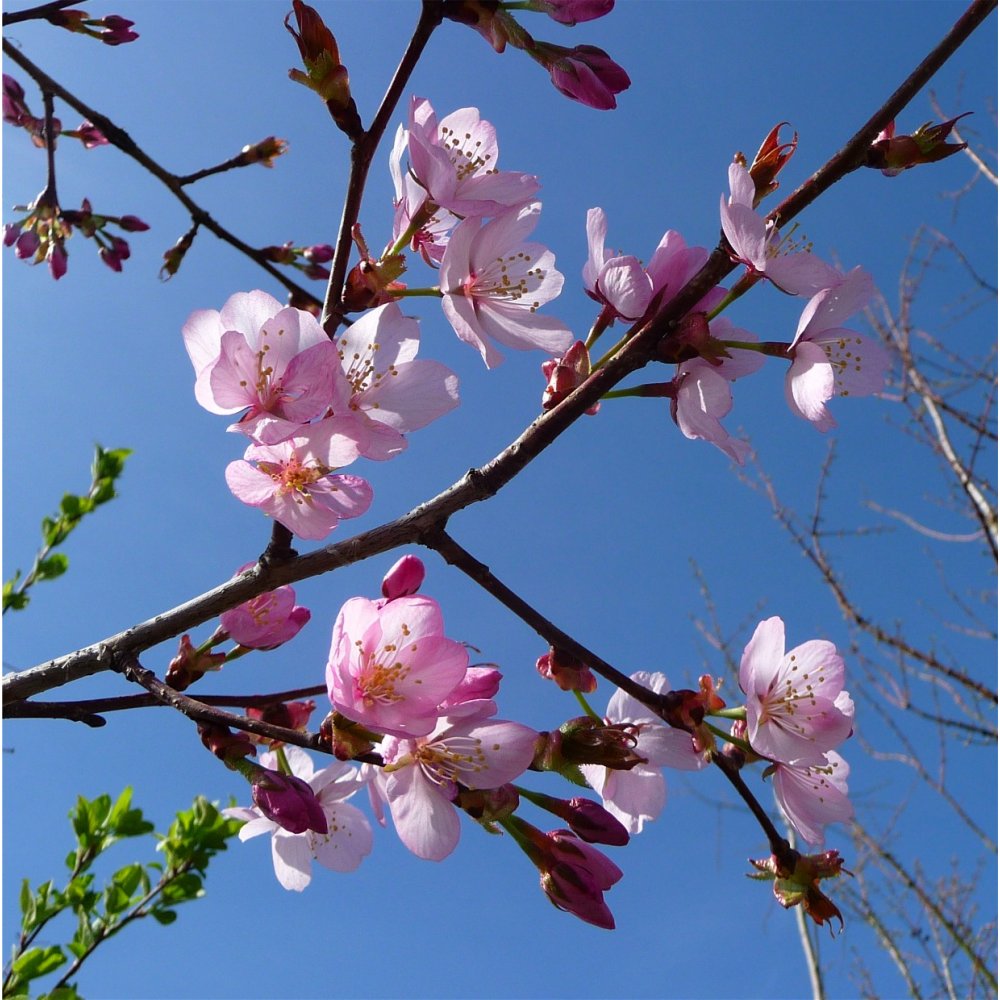 Prunus sargentii Rancho | Upright Sargents Cherry | Ornamental Trees