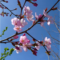 Prunus sargentii 'Rancho' cherry blossom