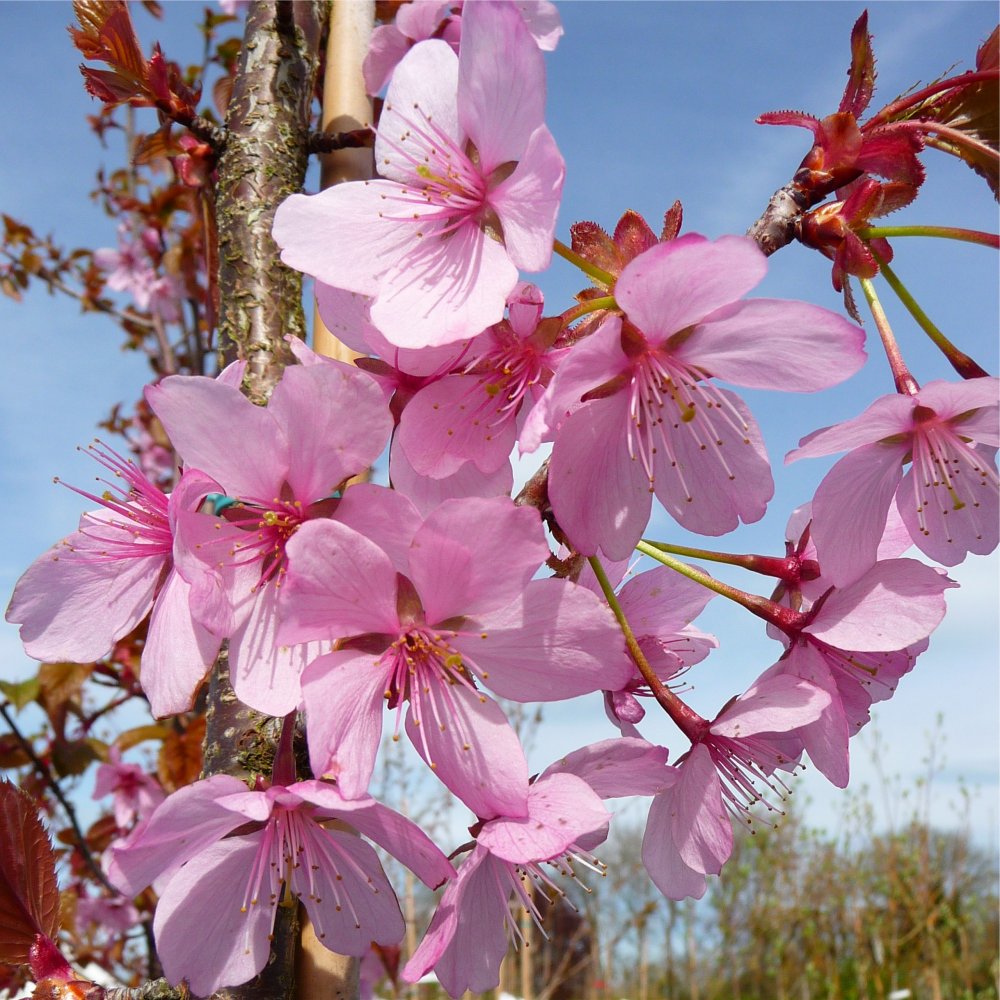 Prunus sargentii 'Rancho' tree