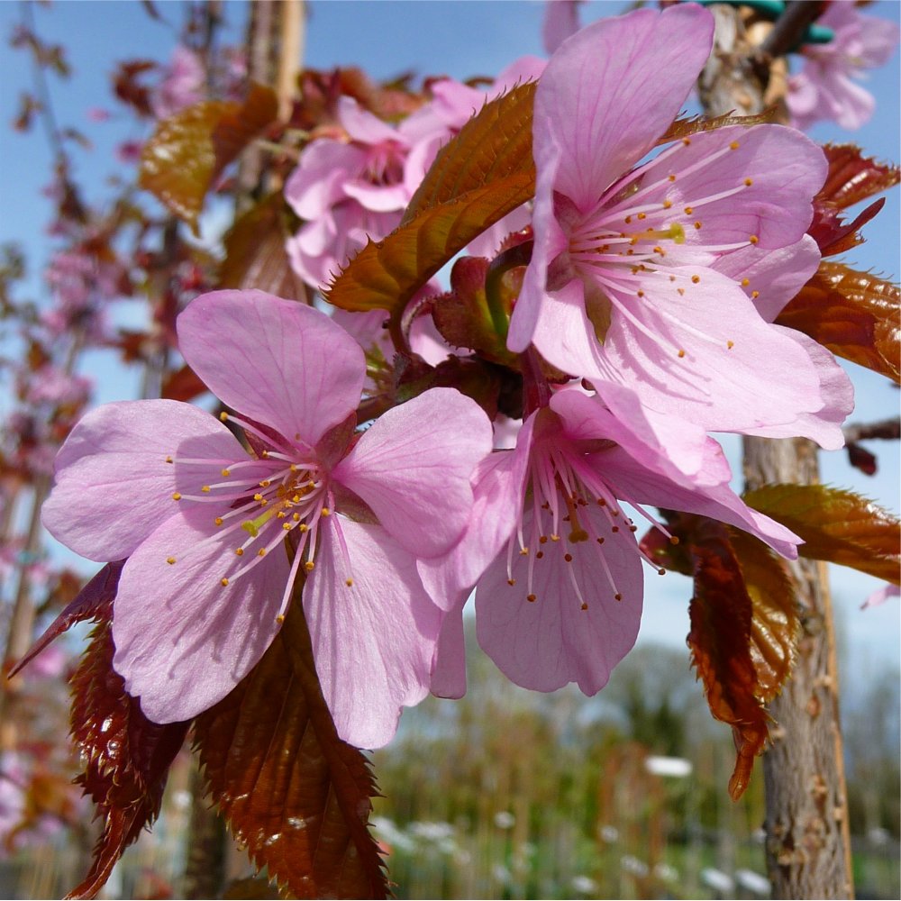 Prunus sargentii 'Rancho' pink flowers