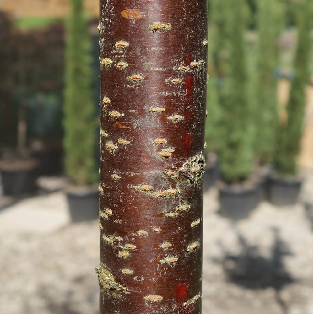 Prunus 'Rancho' Upright Sargent’s Cherry tree bark