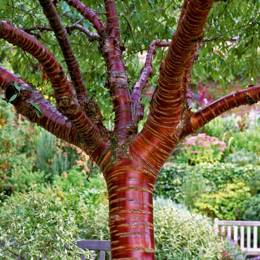 Tibetan cherry tree bark