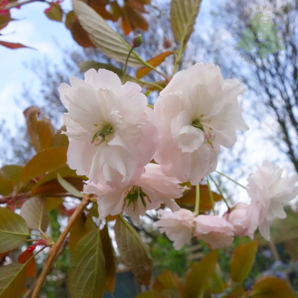 Prunus 'Shirofugen' Flowers