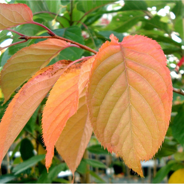 Prunus 'Shirofugen' foliage