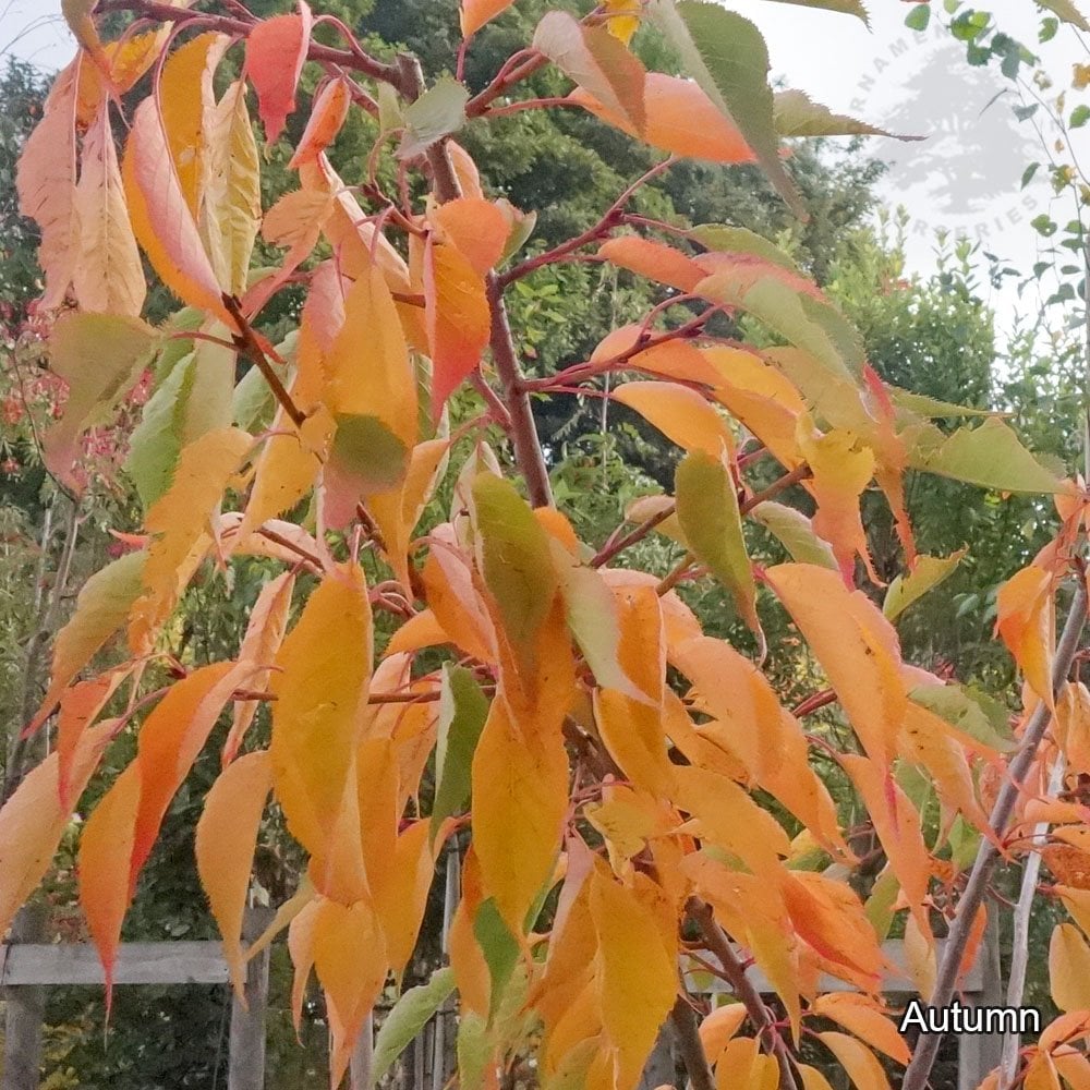 Prunus 'Shirotae' autumn leaves