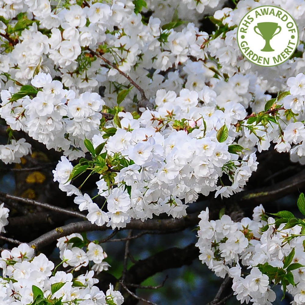 Prunus 'Shirotae' Cherry tree