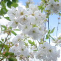 Prunus 'Shirotae' Cherry blossom