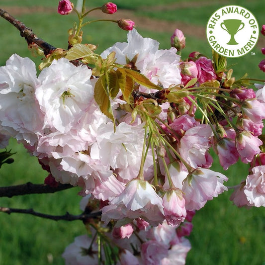 Prunus Shogetsu - Shimidsu - Blushing Bride