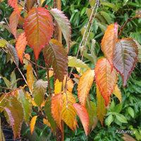 Prunus 'Shosar' autumn foliage