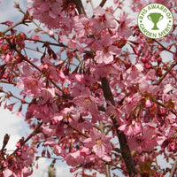 Prunus 'Shosar'