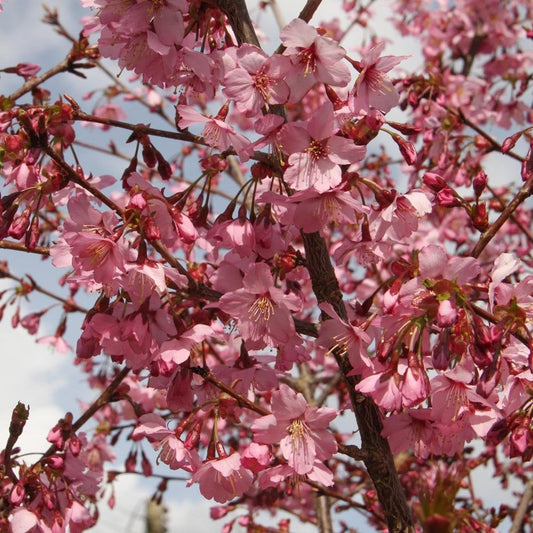 Prunus 'Shosar' Cherry Blossom