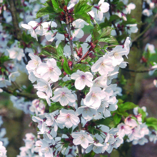 Prunus 'Snow Goose' cherry tree