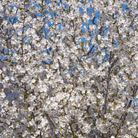 Prunus 'Snow Goose' cherry blossom