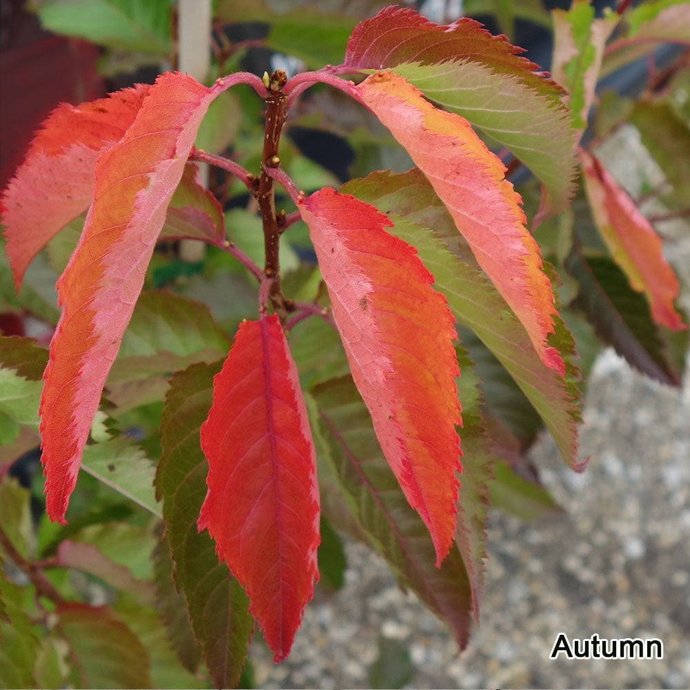 Prunus 'Snow Goose' in autumn