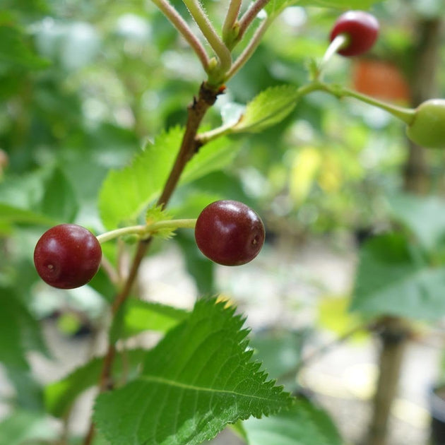 Prunus 'Snow Goose' cherries