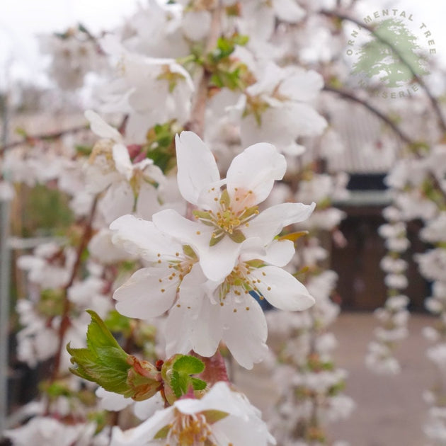 Prunus 'Snow Showers' Weeping Cherry blossom