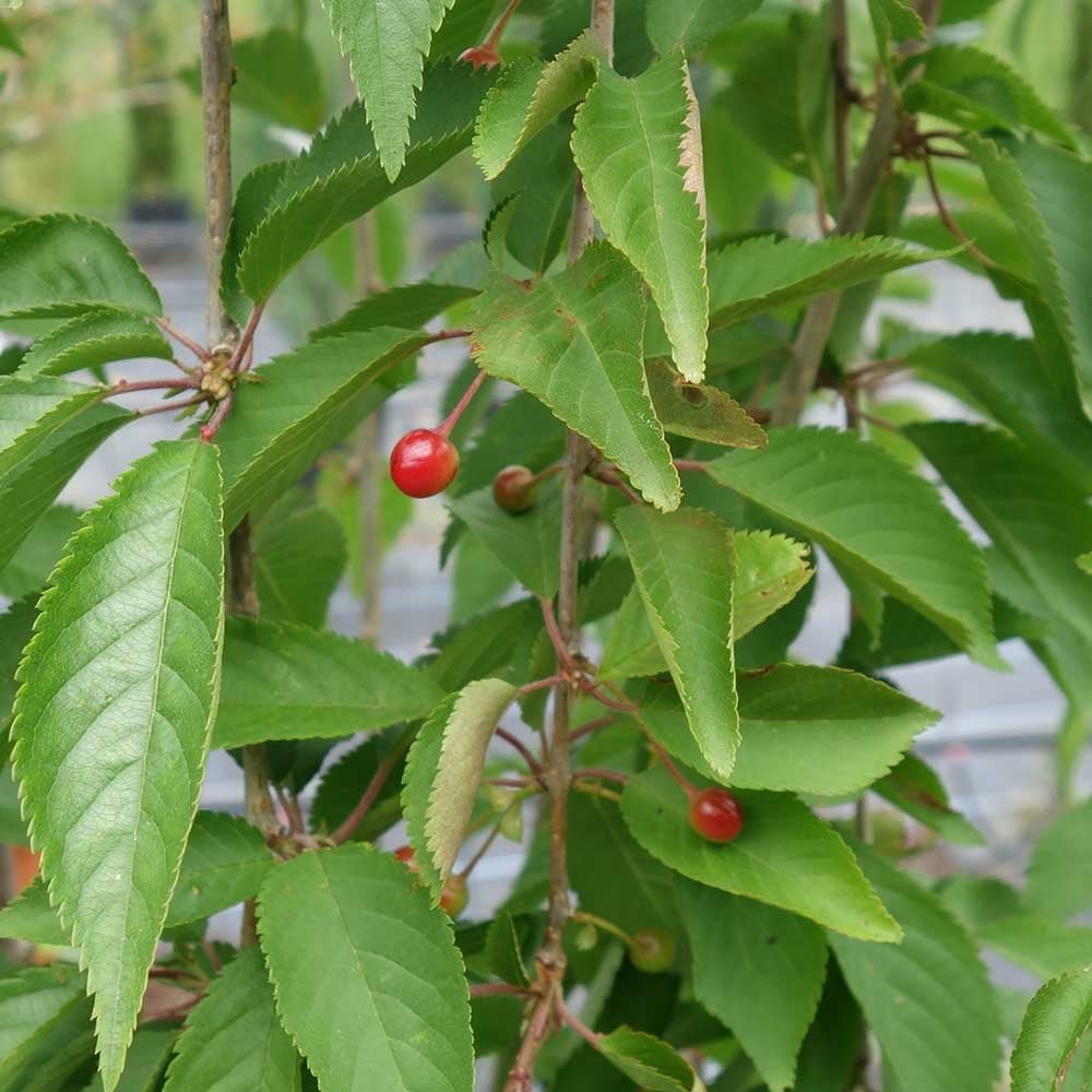 Prunus 'Snow Showers' ornamental cherries