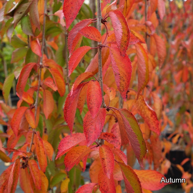 Prunus 'Snow Showers' autumn leaves