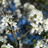 Prunus spinosa| Blackthorn flowers