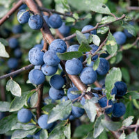 Blackthorn Hedging Bundle