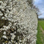 Blackthorn hedging Bundle