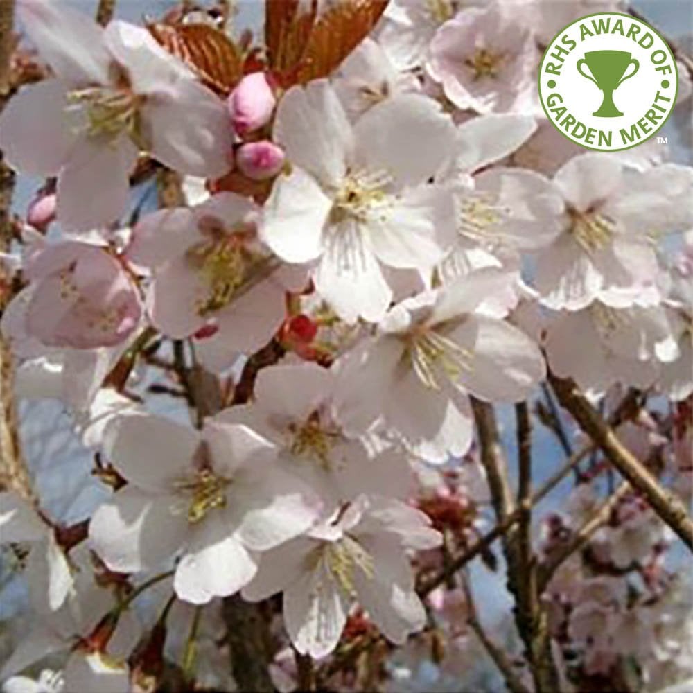 Prunus 'Spire' cherry blossom tree