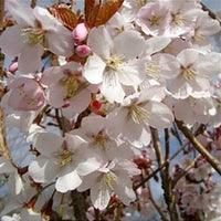 Prunus 'Spire' cherry blossom tree